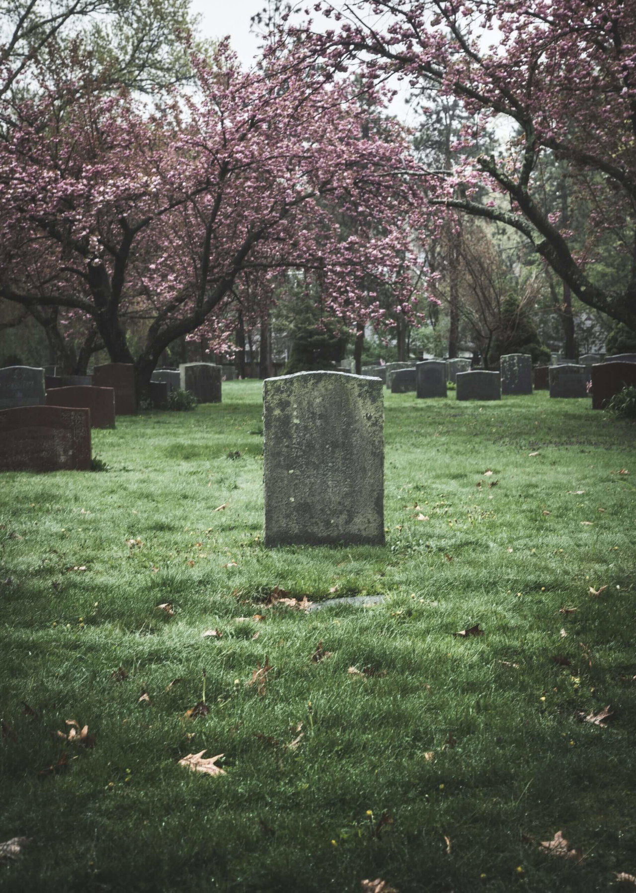 Image of a gravestone under cherry blossom tree